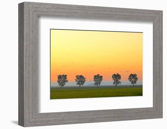 Canada, Manitoba, Fannystelle. Shelterbelt trees in fog at sunrise.-Jaynes Gallery-Framed Photographic Print