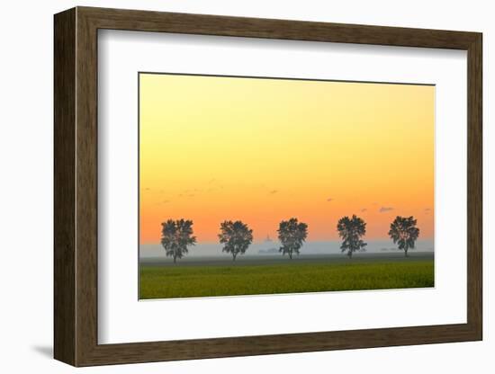 Canada, Manitoba, Fannystelle. Shelterbelt trees in fog at sunrise.-Jaynes Gallery-Framed Photographic Print