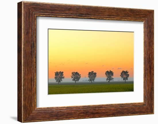 Canada, Manitoba, Fannystelle. Shelterbelt trees in fog at sunrise.-Jaynes Gallery-Framed Photographic Print