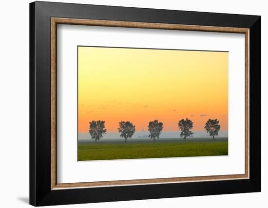 Canada, Manitoba, Fannystelle. Shelterbelt trees in fog at sunrise.-Jaynes Gallery-Framed Photographic Print