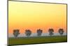 Canada, Manitoba, Fannystelle. Shelterbelt trees in fog at sunrise.-Jaynes Gallery-Mounted Photographic Print