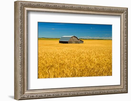 Canada, Manitoba, Holland. Barn and wheat field.-Jaynes Gallery-Framed Photographic Print
