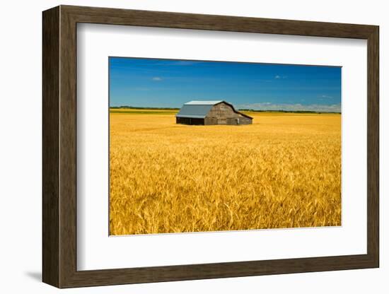 Canada, Manitoba, Holland. Barn and wheat field.-Jaynes Gallery-Framed Photographic Print