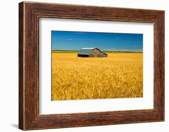 Canada, Manitoba, Holland. Barn and wheat field.-Jaynes Gallery-Framed Photographic Print