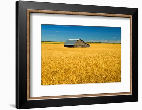 Canada, Manitoba, Holland. Barn and wheat field.-Jaynes Gallery-Framed Photographic Print