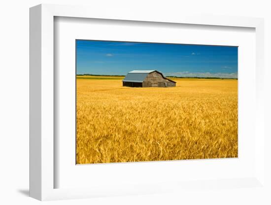 Canada, Manitoba, Holland. Barn and wheat field.-Jaynes Gallery-Framed Photographic Print