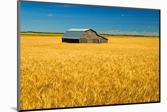 Canada, Manitoba, Holland. Barn and wheat field.-Jaynes Gallery-Mounted Photographic Print