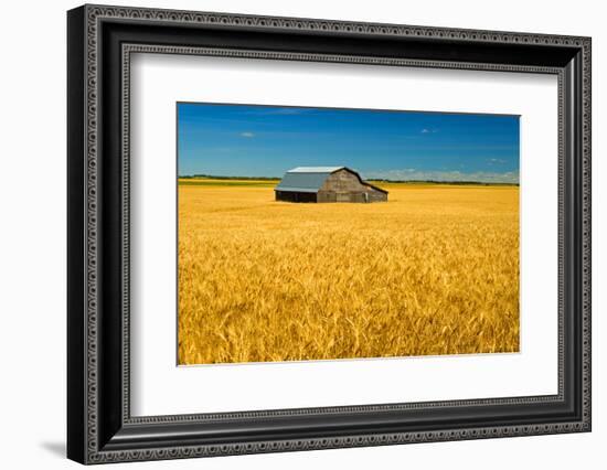 Canada, Manitoba, Holland. Barn and wheat field.-Jaynes Gallery-Framed Photographic Print