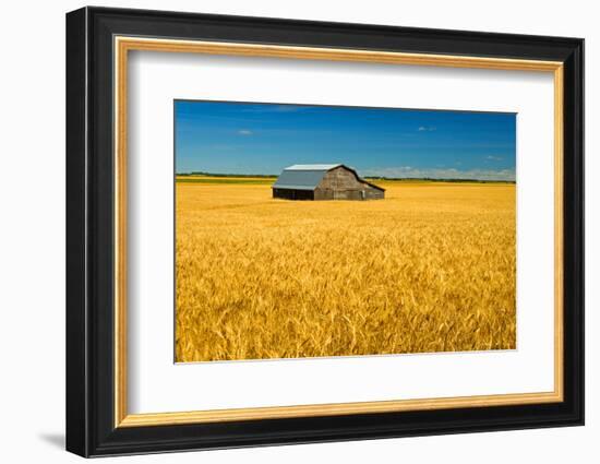 Canada, Manitoba, Holland. Barn and wheat field.-Jaynes Gallery-Framed Photographic Print