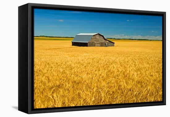 Canada, Manitoba, Holland. Barn and wheat field.-Jaynes Gallery-Framed Premier Image Canvas