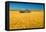 Canada, Manitoba, Holland. Barn and wheat field.-Jaynes Gallery-Framed Premier Image Canvas