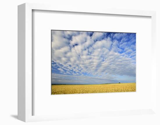 Canada, Manitoba, Holland. Wheat crop and clouds.-Jaynes Gallery-Framed Photographic Print