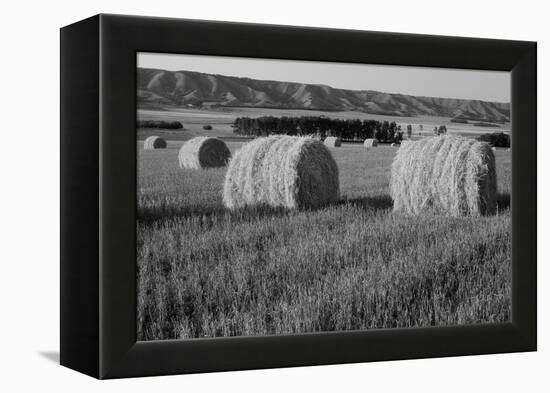 Canada, Manitoba, Rolled Hay Bales in Field-Mike Grandmaison-Framed Premier Image Canvas