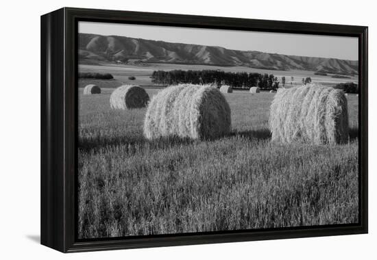 Canada, Manitoba, Rolled Hay Bales in Field-Mike Grandmaison-Framed Premier Image Canvas