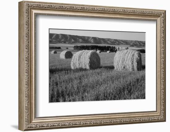 Canada, Manitoba, Rolled Hay Bales in Field-Mike Grandmaison-Framed Photographic Print