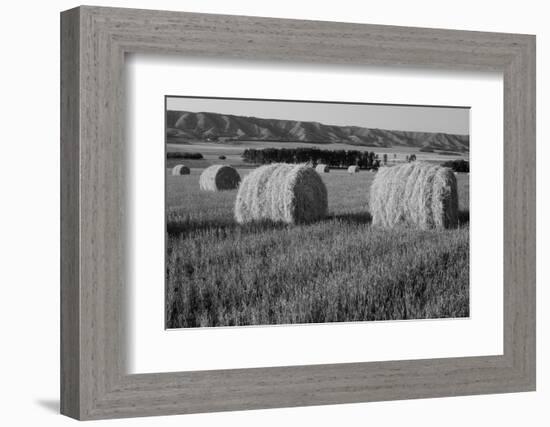 Canada, Manitoba, Rolled Hay Bales in Field-Mike Grandmaison-Framed Photographic Print