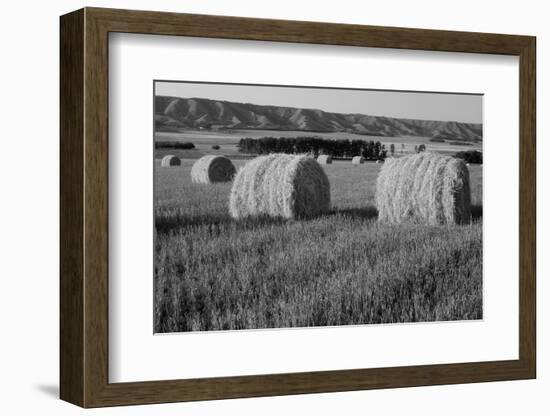 Canada, Manitoba, Rolled Hay Bales in Field-Mike Grandmaison-Framed Photographic Print