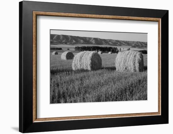 Canada, Manitoba, Rolled Hay Bales in Field-Mike Grandmaison-Framed Photographic Print
