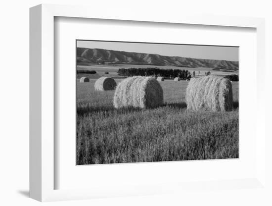 Canada, Manitoba, Rolled Hay Bales in Field-Mike Grandmaison-Framed Photographic Print