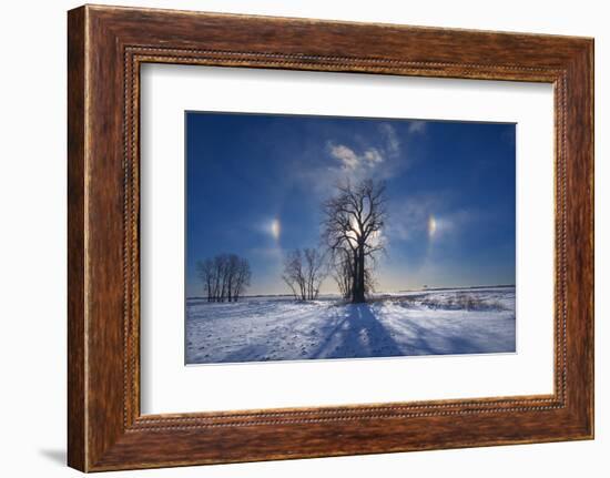 Canada, Manitoba. Sundogs and cottonwood trees in winter.-Jaynes Gallery-Framed Photographic Print