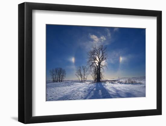 Canada, Manitoba. Sundogs and cottonwood trees in winter.-Jaynes Gallery-Framed Photographic Print