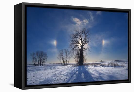 Canada, Manitoba. Sundogs and cottonwood trees in winter.-Jaynes Gallery-Framed Premier Image Canvas