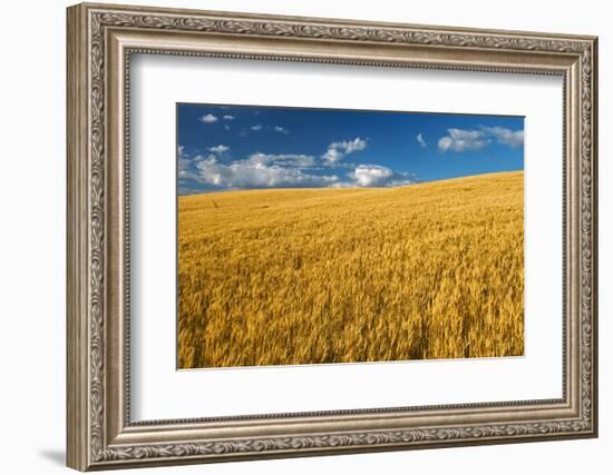 Canada, Manitoba, Swan Lake. Mature winter wheat crop.-Jaynes Gallery-Framed Photographic Print