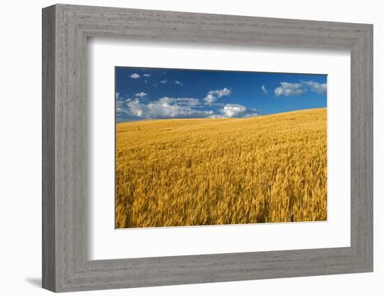 Canada, Manitoba, Swan Lake. Mature winter wheat crop.-Jaynes Gallery-Framed Photographic Print