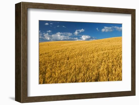 Canada, Manitoba, Swan Lake. Mature winter wheat crop.-Jaynes Gallery-Framed Photographic Print