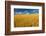 Canada, Manitoba, Swan Lake. Mature winter wheat crop.-Jaynes Gallery-Framed Photographic Print