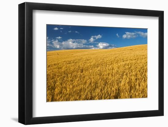 Canada, Manitoba, Swan Lake. Mature winter wheat crop.-Jaynes Gallery-Framed Photographic Print