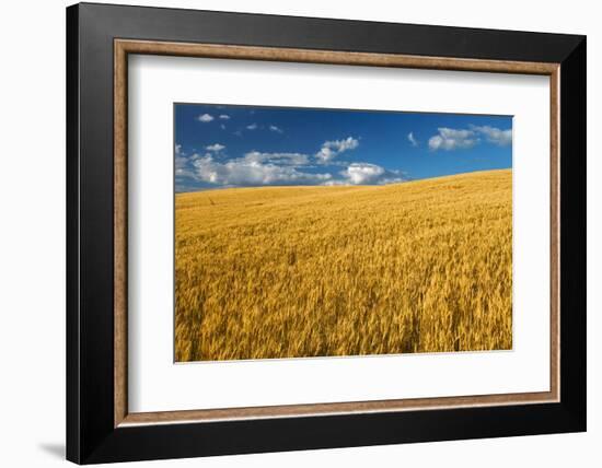 Canada, Manitoba, Swan Lake. Mature winter wheat crop.-Jaynes Gallery-Framed Photographic Print
