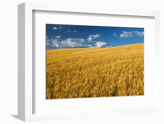 Canada, Manitoba, Swan Lake. Mature winter wheat crop.-Jaynes Gallery-Framed Photographic Print