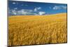 Canada, Manitoba, Swan Lake. Mature winter wheat crop.-Jaynes Gallery-Mounted Photographic Print