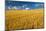 Canada, Manitoba, Swan Lake. Mature winter wheat crop.-Jaynes Gallery-Mounted Photographic Print