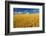 Canada, Manitoba, Swan Lake. Mature winter wheat crop.-Jaynes Gallery-Framed Photographic Print