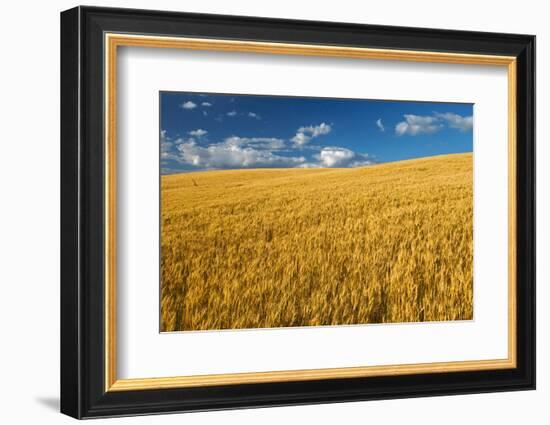 Canada, Manitoba, Swan Lake. Mature winter wheat crop.-Jaynes Gallery-Framed Photographic Print