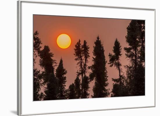 Canada, Manitoba, Thompson. Sunset and black spruce trees silhouette.-Jaynes Gallery-Framed Photographic Print