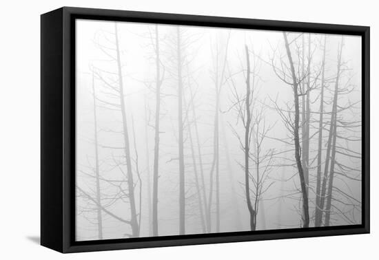 Canada, Manitoba, Whiteshell Provincial Park. Black and white of trees in fog.-Jaynes Gallery-Framed Premier Image Canvas
