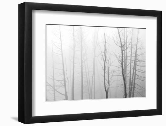 Canada, Manitoba, Whiteshell Provincial Park. Black and white of trees in fog.-Jaynes Gallery-Framed Photographic Print