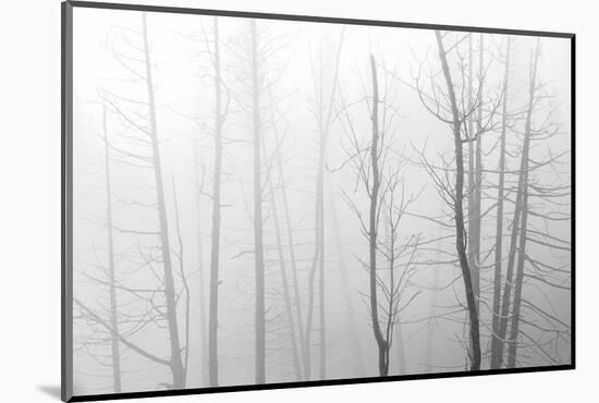 Canada, Manitoba, Whiteshell Provincial Park. Black and white of trees in fog.-Jaynes Gallery-Mounted Photographic Print