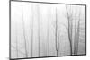 Canada, Manitoba, Whiteshell Provincial Park. Black and white of trees in fog.-Jaynes Gallery-Mounted Photographic Print