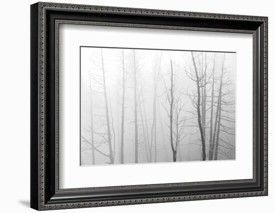 Canada, Manitoba, Whiteshell Provincial Park. Black and white of trees in fog.-Jaynes Gallery-Framed Photographic Print