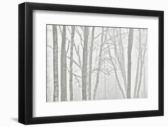 Canada, Manitoba, Whiteshell Provincial Park. Black and white of trees in fog.-Jaynes Gallery-Framed Photographic Print