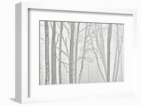 Canada, Manitoba, Whiteshell Provincial Park. Black and white of trees in fog.-Jaynes Gallery-Framed Photographic Print