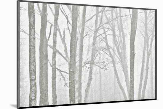 Canada, Manitoba, Whiteshell Provincial Park. Black and white of trees in fog.-Jaynes Gallery-Mounted Photographic Print