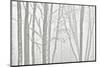 Canada, Manitoba, Whiteshell Provincial Park. Black and white of trees in fog.-Jaynes Gallery-Mounted Photographic Print