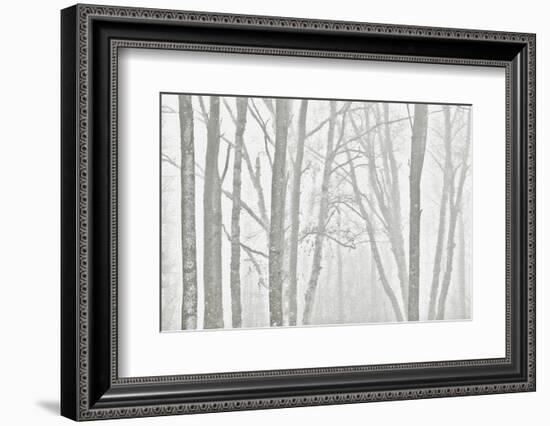 Canada, Manitoba, Whiteshell Provincial Park. Black and white of trees in fog.-Jaynes Gallery-Framed Photographic Print