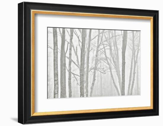Canada, Manitoba, Whiteshell Provincial Park. Black and white of trees in fog.-Jaynes Gallery-Framed Photographic Print