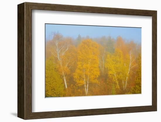 Canada, Manitoba, Whiteshell Provincial Park. Forest in autumn color and fog.-Jaynes Gallery-Framed Photographic Print